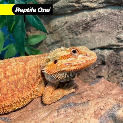 @reptileoneau is Australia's most popular reptile brand - because every product is proudly designed in Australia to suit the needs of Australian reptiles. 🦎⁠
⁠
Their range of innovative products includes enclosures, heating, lighting, substrates and decorations - each designed for Australian reptile species. Anddd they will be at our Pet Show in Adelaide next month! 😍⁠

Make sure you check out the ReptileOne stand at our Adelaide Pet Show and scan to WIN some amazing products! 🐍
⁠
Grab your tickets, before they are gone! Tickets, at link in bio. 🎫⁠
⁠
📅 Saturday 18 & Sunday 19 May⁠
🕜 10am - 4pm⁠
📍 Adelaide Showgrounds⁠
⁠
⁠
.⁠
.⁠
.⁠
.⁠
.⁠
#petshowaustralia #thepetshow2024 #petexpo #petlovers #furfamily #petcare #peteducation #animallovers #petproducts #petcommunity #petfun #petfriendly #petowners #petevent #pettraining #petentertainment #pethappiness #petrescue #petsupplies #petlife #petadoption